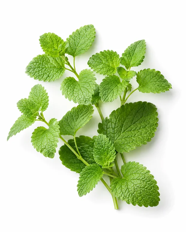 Lemon balm leaves